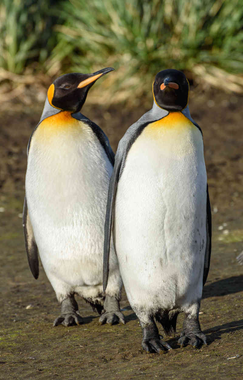 Pingüino Rey - islas Georgias del Sur 074.jpg